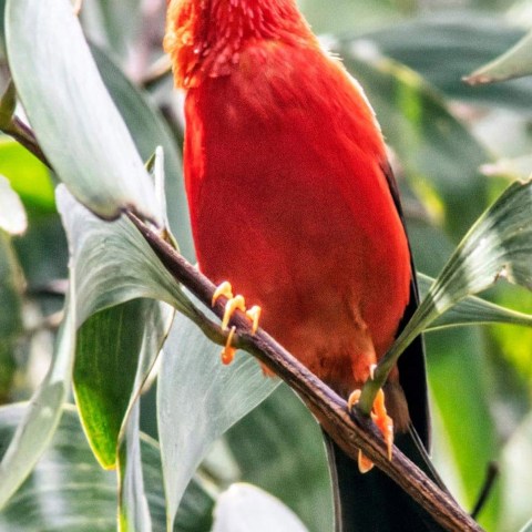 HFT - Hakalau Experience - Iiwi - Dale Crawford