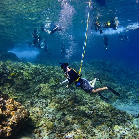 Malolo Tours - Afternoon Molokini Snorkel - Snorkelers underwater