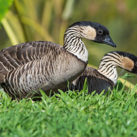 Nene Geese