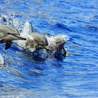 Hawaii Nautical - SPINNER DOLPHIN