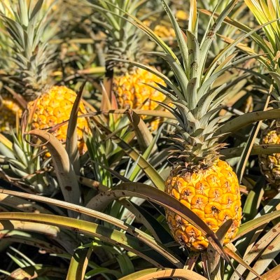 Pineapple growing