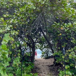Tree tunnel leading to the sea