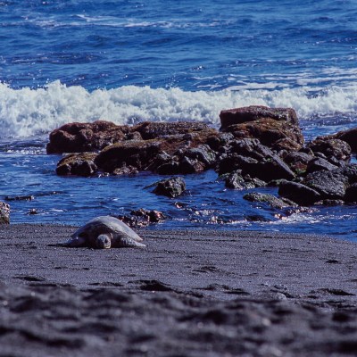 Punaluu Black Sand Beach