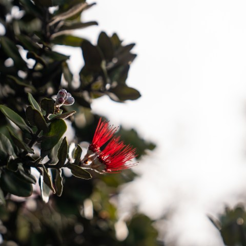 a close up of a flower