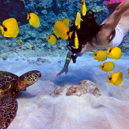 a group of stuffed animals