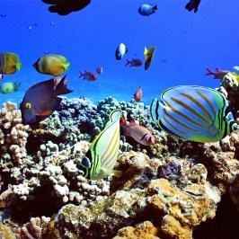 underwater view of a coral