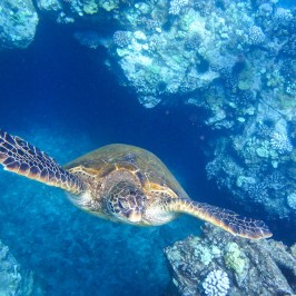a turtle swimming under water