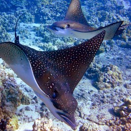 a close up of a fish swimming under water