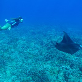 a fish swimming under water