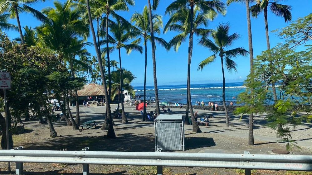 an empty park bench next to a palm tree on a beach