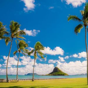 a group of palm trees next to a tree