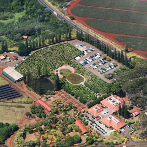 a group of people in a garden