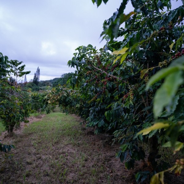 a dirt path next to a tree