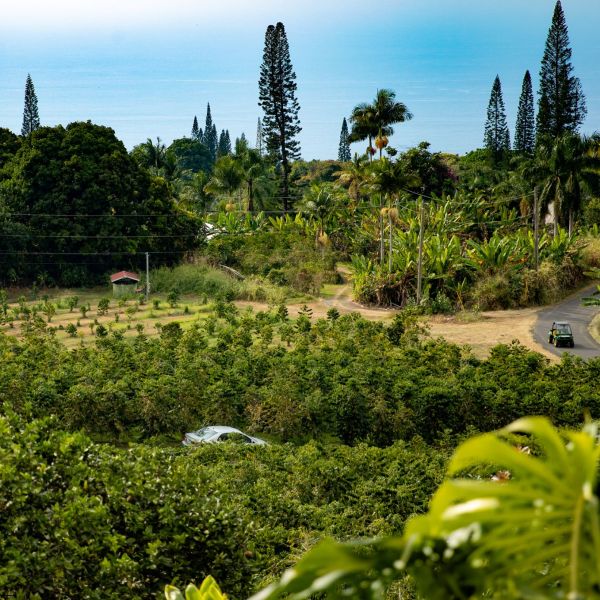 a group of bushes in a field