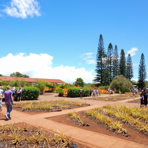 a group of people in a garden