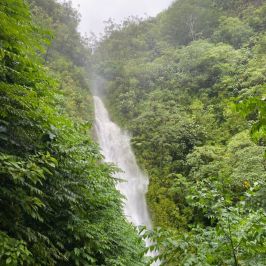 a train traveling down tracks near a forest