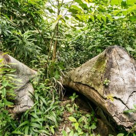a large tree in a forest