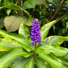 a close up of a green plant