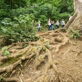 a pile of hay in a garden