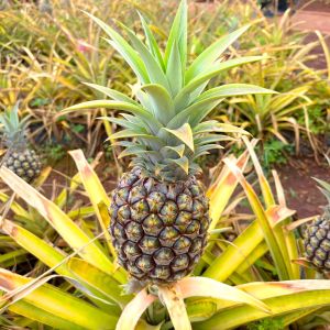 a pineapple on a plant