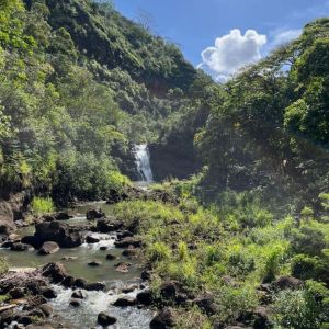 a close up of a hillside next to a forest