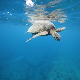 a turtle swimming under water