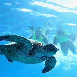 a turtle swimming under water