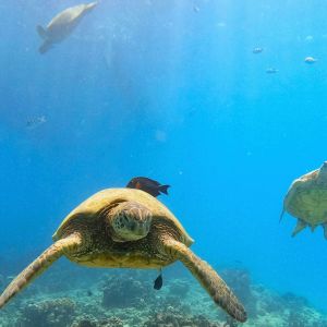 a turtle swimming under water