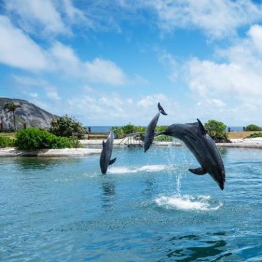 a bird flying over a body of water