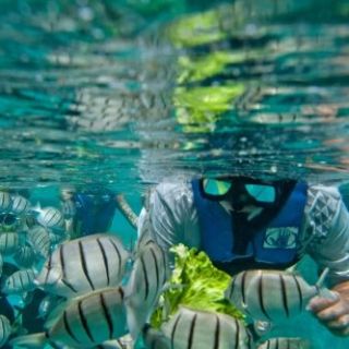 a person swimming in the water