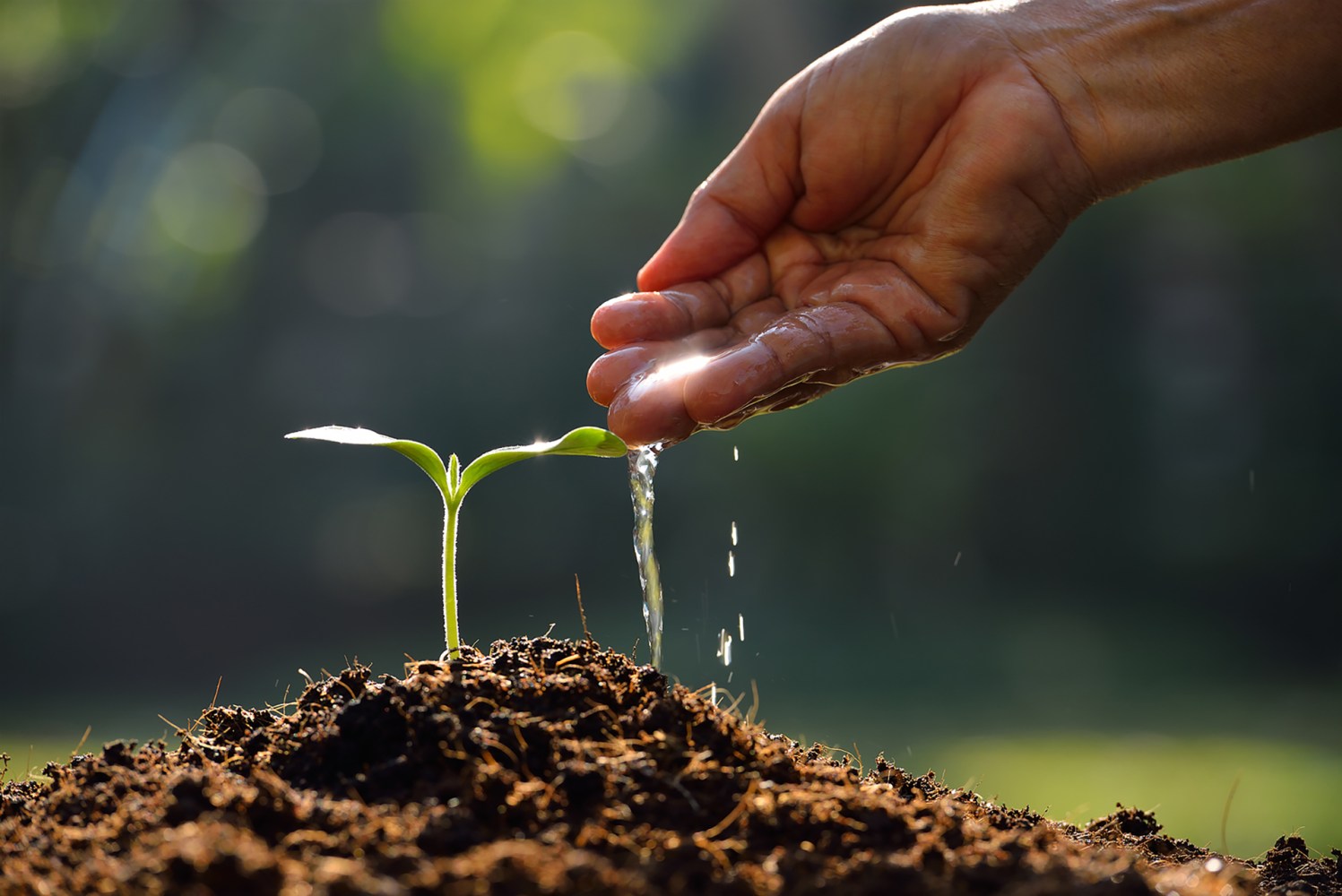 planting trees