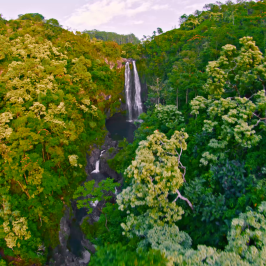 a close up of a flower garden