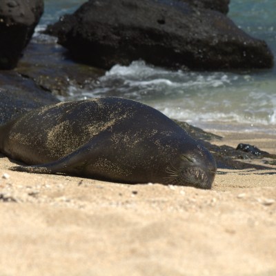 Seal resting on sandy beach with rocks and ocean waves in the background.