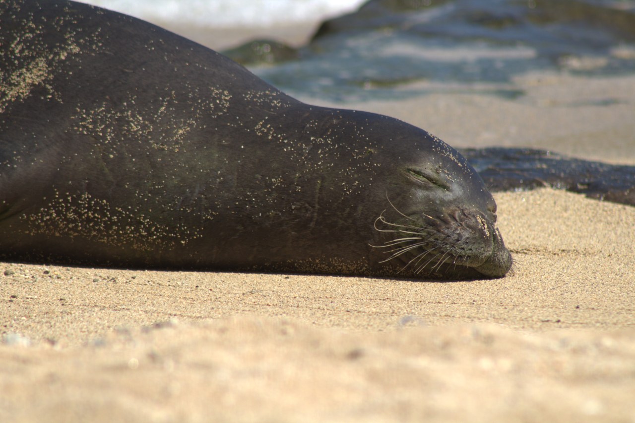 Seal sleeping on sandy beach with water in the background.