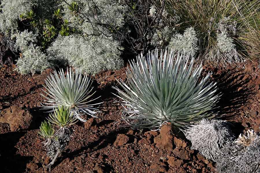 Haleakala Silversword Plant