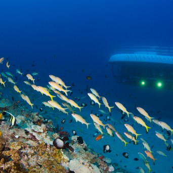 School of fish swimming near a coral reef with a submarine in the background.