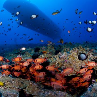 Diverse fish swim near coral reef with a large ship overhead.