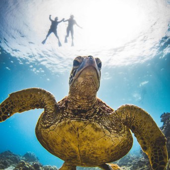 Sea turtle swims underwater near ocean floor with silhouettes of two people above.