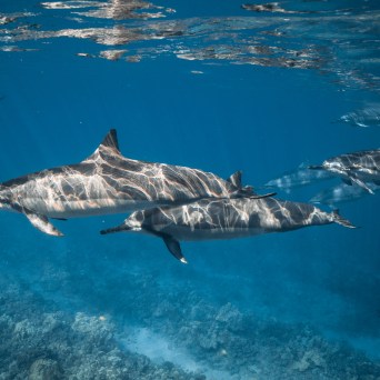 Four dolphins swimming underwater with sunlit patterns on their bodies.