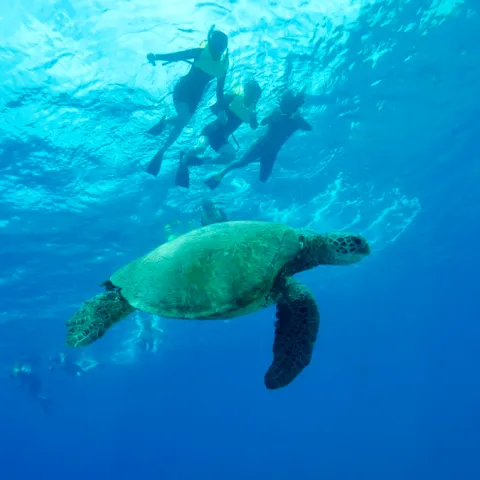 A sea turtle swimming underwater with snorkelers above in clear blue water.