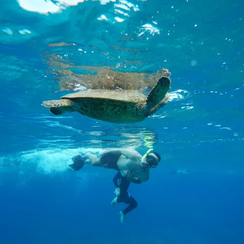Person snorkeling underwater near a sea turtle in clear blue water.