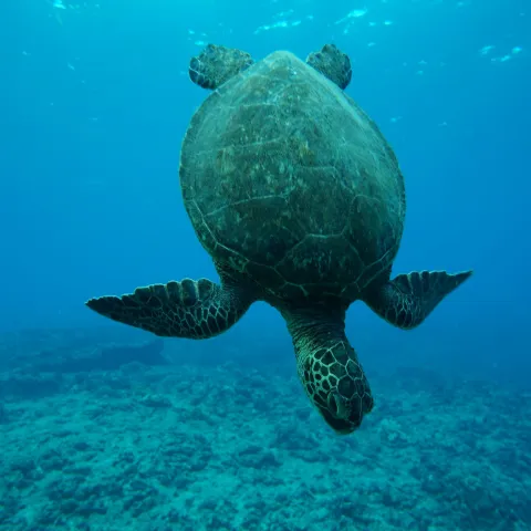 Sea turtle swimming over ocean floor.