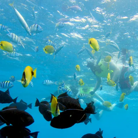 Colorful fish and snorkelers swimming underwater in clear blue water.