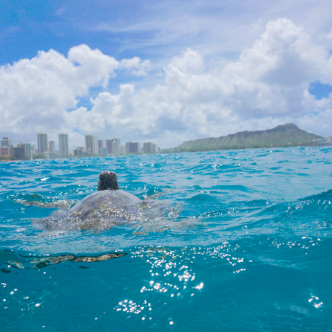 Sea turtle swimming near city skyline and mountain under a cloudy sky.