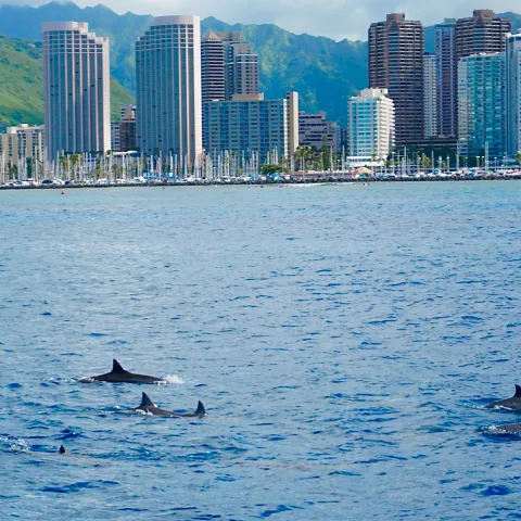 Dolphins swimming in ocean with city skyline and mountains in background.