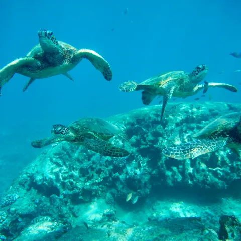 Four sea turtles swimming above a coral reef in clear blue water.