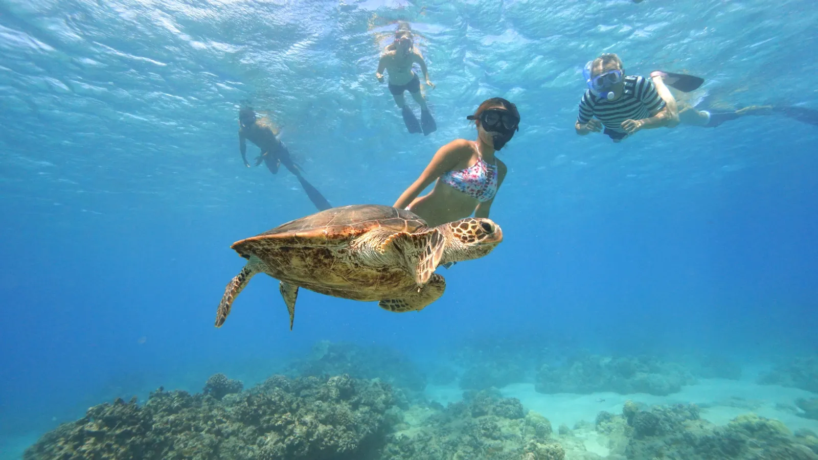 Four snorkelers swim underwater with a sea turtle in clear blue ocean.