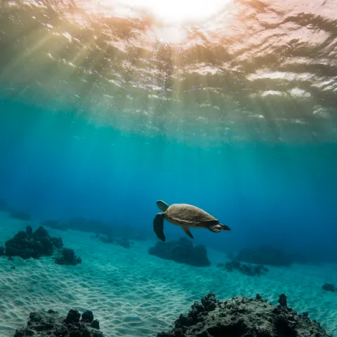 Sea turtle swimming underwater with sunlight streaming through ocean surface.