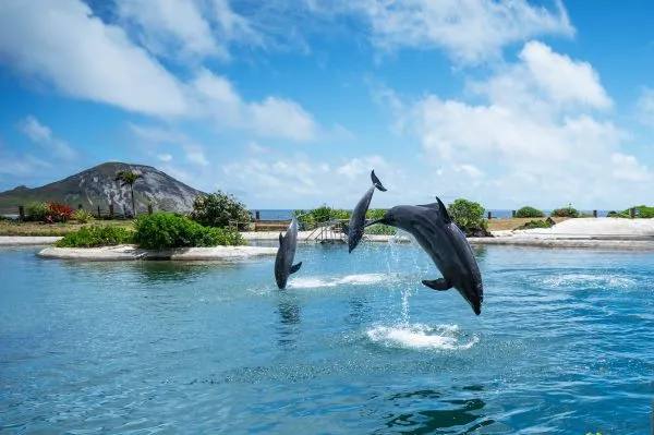 Sea Life Park