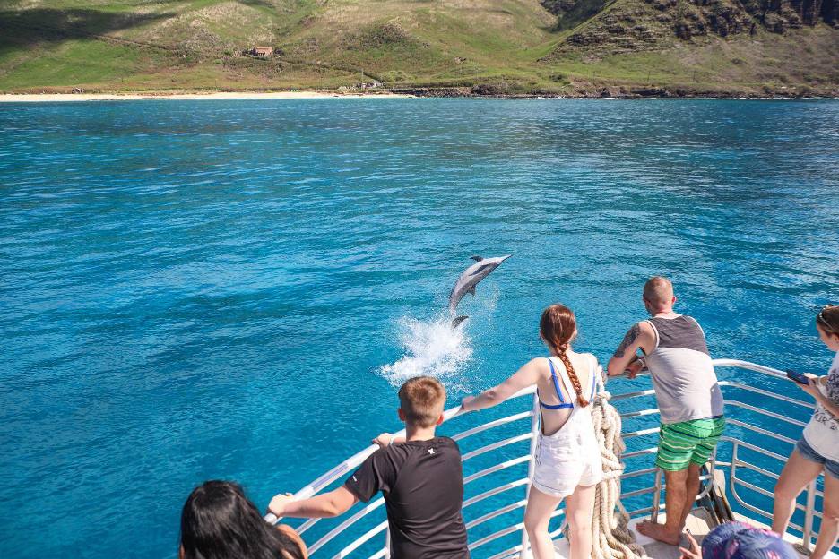 Ethical Dolphin Encounters: What to Expect on Oahu and Big Island Swim Tours
